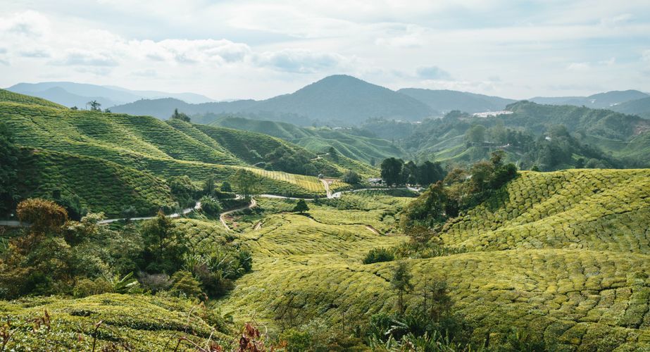 Cameron Highlands Cameron Highlands